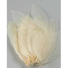 SKELETAL MAGNOLIA LEAVES - OUT OF STOCK
